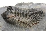 Coltraneia Trilobite Fossil - Huge Faceted Eyes #225317-2